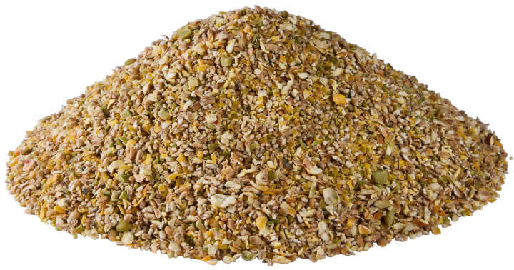 Golddott Küken-Wachtelschrot